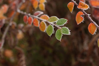 Close-up of fresh green plant