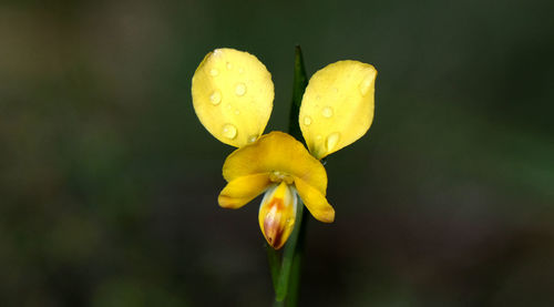 Close-up of wet yellow flowering plant