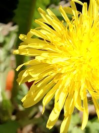 Close-up of yellow flowering plant