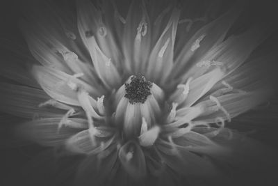 black and white