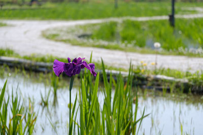 Close-up of lotus water lily blooming on lake