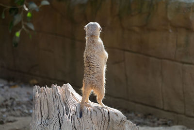 View of lizard on rock