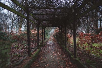 Footpath amidst trees in forest