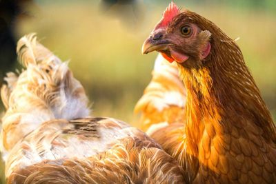 Close-up of hens