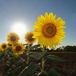 Sunflower blooming in field