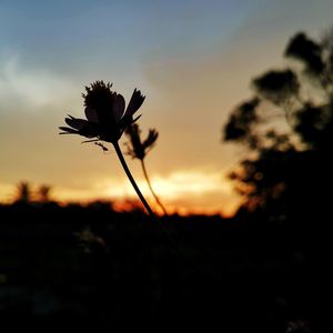 Close-up of silhouette flowering plant against sky during sunset