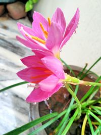 Close-up of pink flower