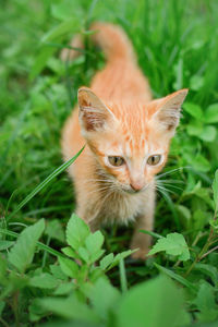 Cat sitting on a field