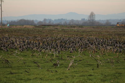 Flock of birds on field against sky