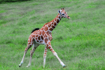 Young giraffe walking on grassy field