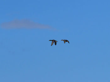 Low angle view of birds flying in sky