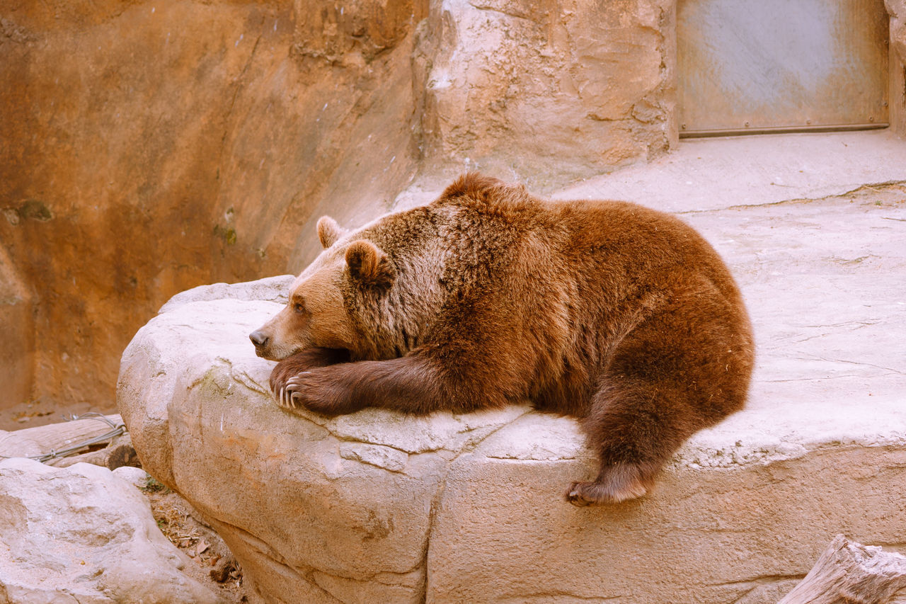 CAT RESTING ON ROCK