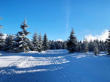 Pine trees on snow covered field against sky