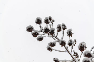 Trees on snow covered field against sky