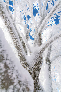 Low angle view of snow covered branches