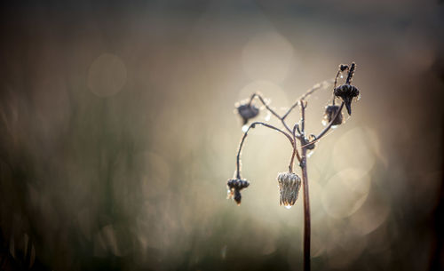 Close-up of dry plant hanging on metal
