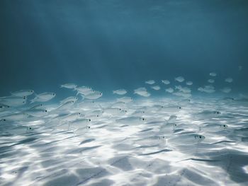 White fish swimming in sea