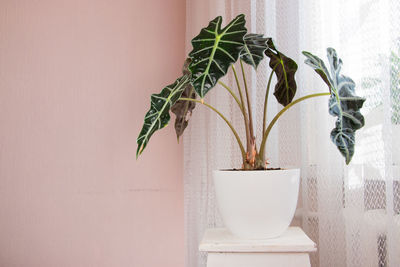 Alocasia tropical plant on a white table. home floriculture concept.