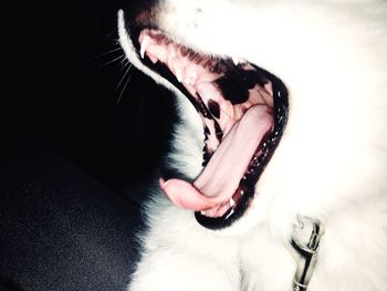 Close-up of cat yawning