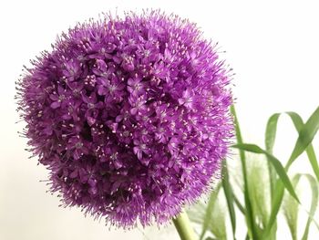 Close-up of purple flowers blooming outdoors