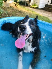 Portrait of black dog in swimming pool