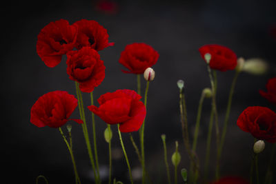 Close-up of red flowering plants on field