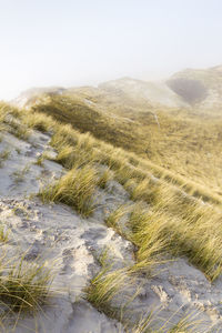 Bushes on mountains against sky