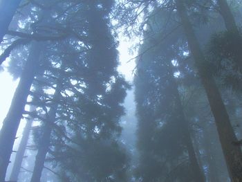 Low angle view of trees in forest