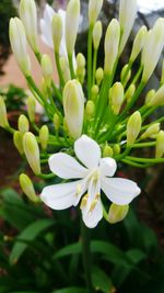 Close-up of white flowers blooming in garden