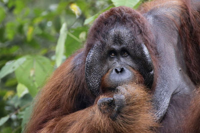 Close-up portrait of a monkey