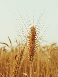 Close-up of wheat growing on field against clear sky