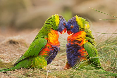 Close-up of parrot on field