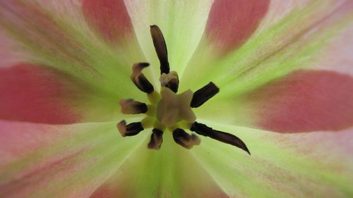 Macro shot of flower