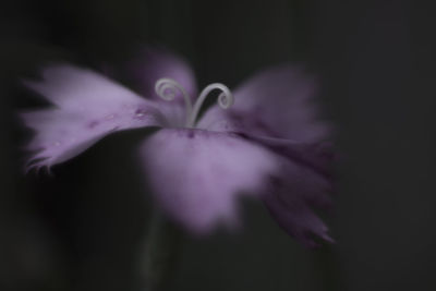 Macro shot of water drops on pink flower