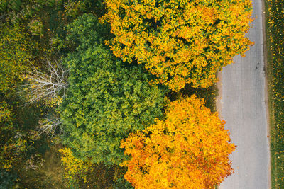 Drone view of colorful autumn trees in the forest. beautiful autumn top view