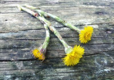 Close-up of yellow flower on wood