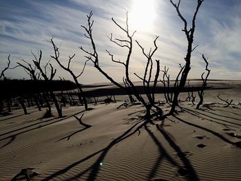 Bare tree against sky