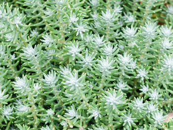 Full frame shot of white flowering plants