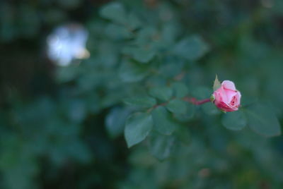 Close-up of pink rose