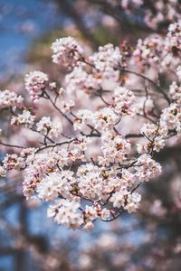 Close-up of cherry blossom tree