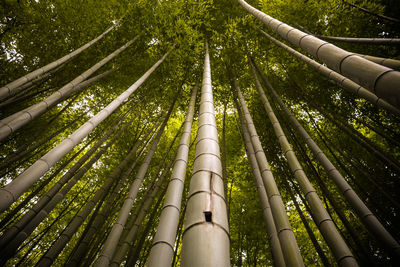 Low angle view of bamboo trees in forest