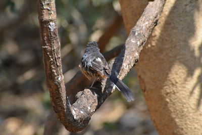 Close-up of bird perching on branch