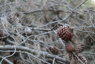 Close-up of pine cones on branch