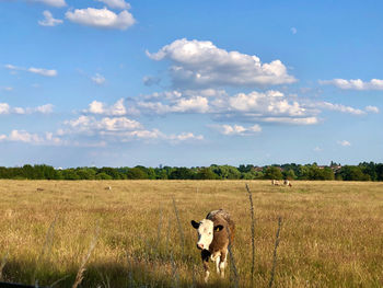 View of horse on field against sky