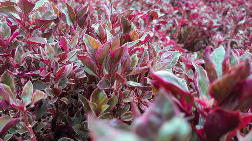 Close-up of pink flowering plants