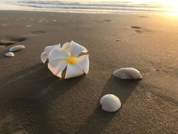 Close-up of frangipani on beach against sky at sunset
