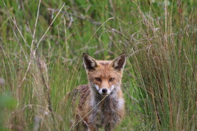 Portrait of fox in a field