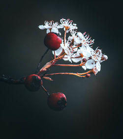 Close-up of berries growing on tree