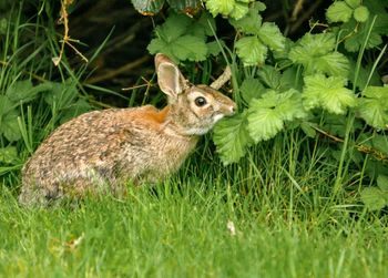 Close-up of a rabbit on field