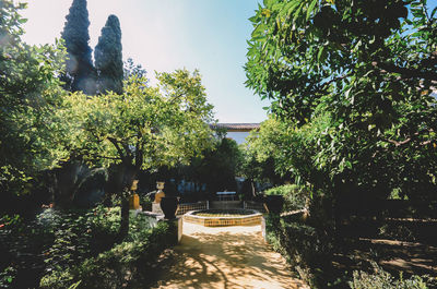 Footpath amidst plants and trees against sky